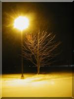 Click to enlarge 'Lantern Tree and Snow.JPG'