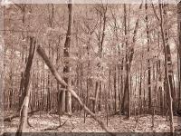 Click to enlarge 'Stand of Trees 3 (Sepia).JPG'